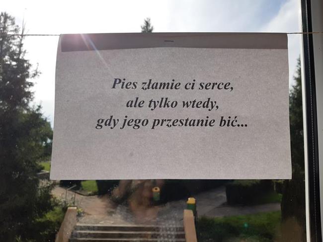 Zdjęcie 8
