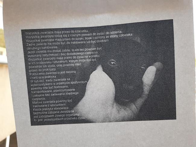 Zdjęcie 9