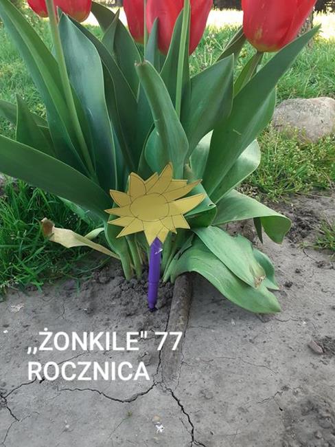 Zdjęcie 25