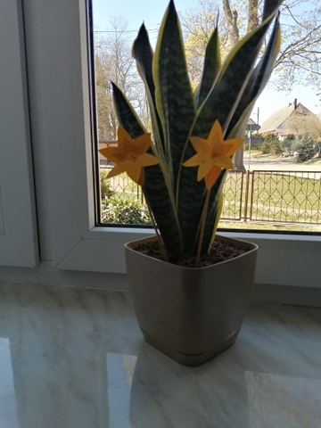 Zdjęcie 33